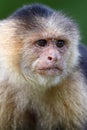 Close-up of a Capuchin monkey sitting on a branch in Costa Rica Royalty Free Stock Photo