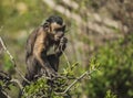 Close up of a capuchin monkey sitting on a branch of a tree in a tropical forest eating Royalty Free Stock Photo