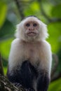 Close-up of a capuchin monkey sitting on a tree branch with a lush green background in a forest. Royalty Free Stock Photo
