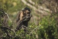 Close-up of a capuchin monkey sitting on a tree branch in a tropical forest  eating fruit Royalty Free Stock Photo