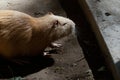 Close up of capybara animal
