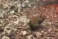 Close up of a capybara, One capybara looks curiously at a group of capybaras eating in a basin.