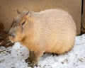 Close up of a Capybara in winter with snow on the ground