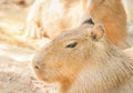 Close up Capybaras hydrochoerus hydrochaeris