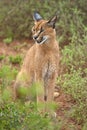 Close up Caracal