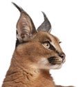 Close-up of Caracal, Caracal caracal