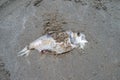 Close up the carcass fish on the sand beside the beach