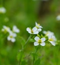 Close-up of a cardamine pratensis flower Royalty Free Stock Photo