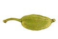 Close up of cardamon pod on white background Royalty Free Stock Photo