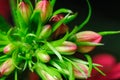 Close up of Cardinal Flower Buds Royalty Free Stock Photo