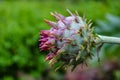 Cardoon flower Royalty Free Stock Photo