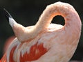 Close up of caribbean flamingo feathers, africa Royalty Free Stock Photo