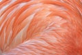Close up of caribbean flamingo feathers, africa Royalty Free Stock Photo