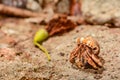 Caribbean Hermit Crab