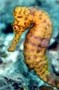 Caribbean yellow seahorse Royalty Free Stock Photo