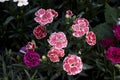 Close-up of Carnation flower (Dianthus caryophyllus). Blurred background. Photographed from the top Royalty Free Stock Photo