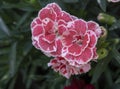 Close-up of Carnation flower (Dianthus caryophyllus). Blurred background. Photographed from the top Royalty Free Stock Photo
