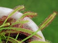 close up of a carnivorous plant, Drosera Capensis, a insectivorous plant with mucilaginous glands Royalty Free Stock Photo