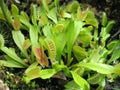 Close up of Carnivorous plant. Green Venus fly trap is on of the carnivore plants. Royalty Free Stock Photo