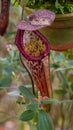 A close-up of a Carnivorous plants with a cone or funnel. Carnivorous pitcher plant in the Malaysian Cameron highlands. A