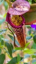 A close-up of a Carnivorous plants with a cone or funnel. Carnivorous pitcher plant in the Malaysian Cameron highlands. A