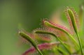 Sundew leaves with its mucilaginous glands. Royalty Free Stock Photo