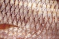 Close-up of carp fish scale, texture of freshwater fish background Royalty Free Stock Photo