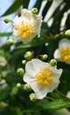 Close-up of carpenteria californica Royalty Free Stock Photo