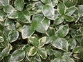 Close-up. carpet green leaf. Green natural background of small leaves. Greenery summer or spring grass carpet texture