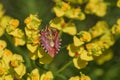 Close-up of Carpocoris mediterraneus, an insect of the Pentatomidae family, perched on a yellow milkweed flower Royalty Free Stock Photo