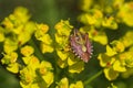 Close-up of Carpocoris mediterraneus, an insect of the Pentatomidae family, perched on a yellow milkweed flower Royalty Free Stock Photo