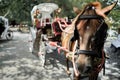 Close up of Carriage horse in the city Royalty Free Stock Photo