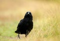 Close-up of a Carrion crow walking in grass Royalty Free Stock Photo