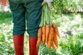 Close up of a carrot children with a bunch of carrots Royalty Free Stock Photo