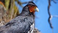 Close up of a Carunculated caracara