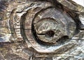 Close up carved tree trunk Royalty Free Stock Photo