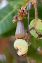 Close up Cashew Apple and nut on tree Royalty Free Stock Photo