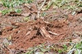 Close up cassava in farm with ground