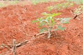 Close up cassava manioc plant in farmland Royalty Free Stock Photo