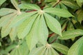 Close Up of Cassava or manioc plant leave in Thailand