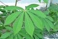 Close Up of Cassava or manioc plant leave in Thailand.