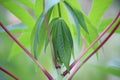 Close up of cassava stems and leaves