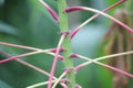 Close up of cassava stems and leaves