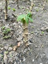 Cassava tree on the ground