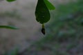 Close up of a Cassia Tora leaf surface with a ready to emerge one spot grass yellow butterfly cocoon