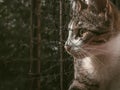 Close-up of a cat with amber eyes staring at freedom through a cage Royalty Free Stock Photo