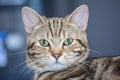 Close-up cat Royalty Free Stock Photo