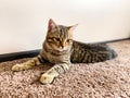 A close-up of a cat of the breed Scotsman, which lies on the carpet.