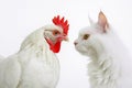 Close up of cat and chicken on white background with red comb. Generative AI Royalty Free Stock Photo