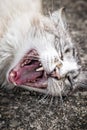 Close up of a cat Royalty Free Stock Photo